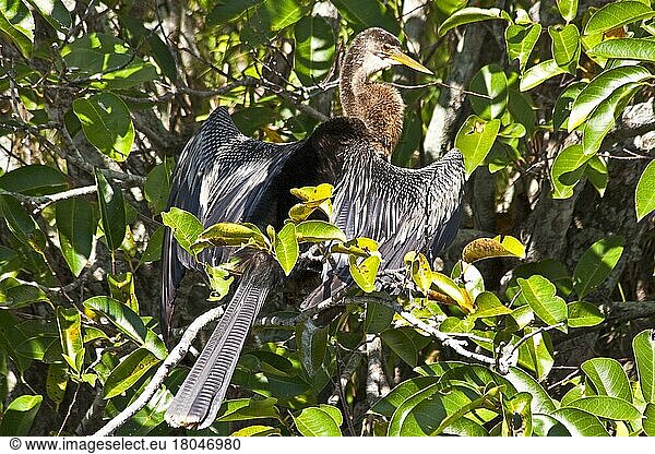 Schlangenhalsvogel  Everglades National Park  Florida/ Anhinga  Everglades National Park  Florida  Everglades National Park  Florida  USA  Nordamerika
