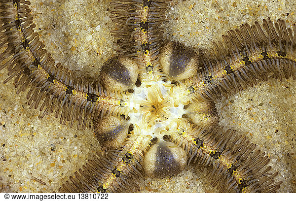 Schlangenstern  Macrophiothrix campana  Detail des Mauls auf der Unterseite des Tieres  Great Barrier Reef  Queensland  Australien