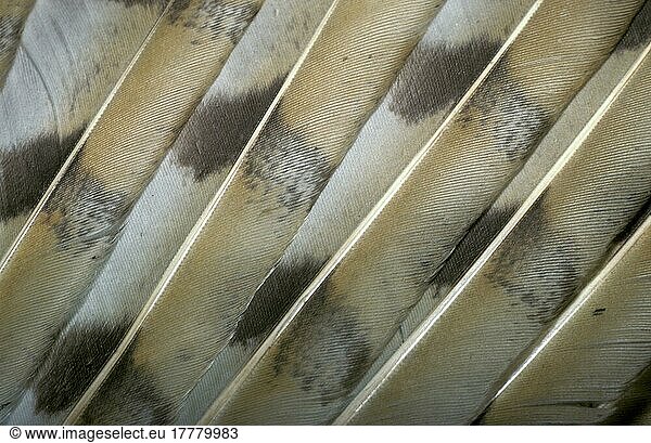 Schleiereule  Schleiereulen (Tyto alba)  Eulen  Tiere  Vögel  Barn Owl Part of the wing By E & D Hosking