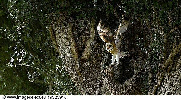 Schleiereule (tyto alba)  adult im Flug  Normandie  Abflug vom Nest