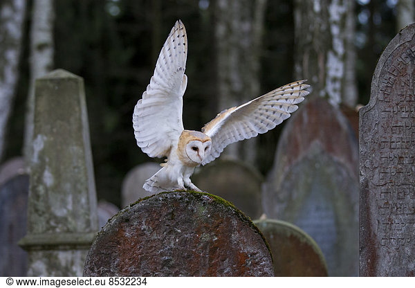 Schleiereule (Tyto alba) im Anflug auf Grabstein  Tschechien