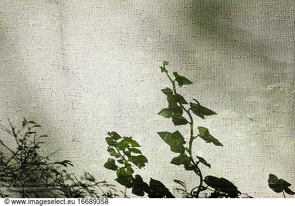 Schlingpflanzen Schatten auf Fenstervorhang