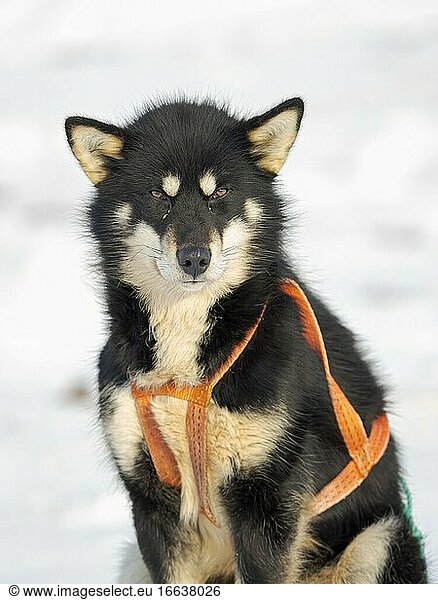 Schlittenhund im Nordwesten Grönlands im Winter. Kullorsuaq  eine traditionelle grönländische Inuit-Siedlung in der Melville-Bucht. Amerika  Nordamerika  Grönland  Dänemark.