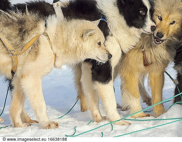 Schlittenhund im Nordwesten Grönlands im Winter. Kullorsuaq  eine traditionelle grönländische Inuit-Siedlung in der Melville-Bucht. Amerika  Nordamerika  Grönland  Dänemark.