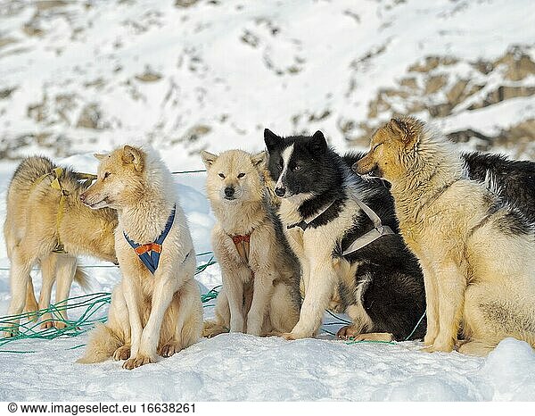 Schlittenhunde im Nordwesten Grönlands im Winter. Kullorsuaq  eine traditionelle grönländische Inuit-Siedlung in der Melville-Bucht. Amerika  Nordamerika  Grönland  Dänemark.