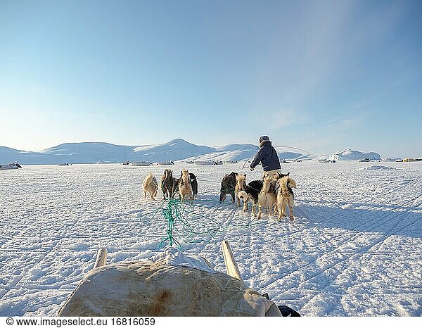 Schlittenhunde werden durch schwieriges Terrain geführt. Inuit-Jäger in traditionellen Hosen und Stiefeln aus Eisbärenfell auf dem Meereis der Melville-Bucht bei Kullorsuaq in Nordgrönland. Nordamerika  dänisches Teritorium.