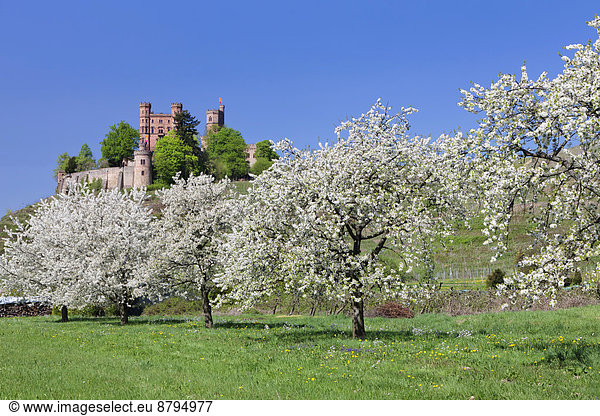 Schloss Ortenberg und blühende Obstbäume  bei Offenburg  Schwarzwald  Baden-Württemberg  Deutschland
