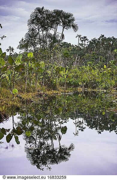 Schmale Wasserstraße  Amazonas-Regenwald  Coca  Ecuador  Südamerika