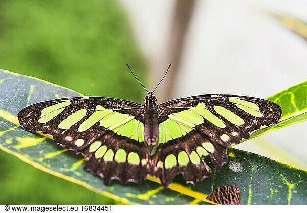 Schmetterling im Amazonas-Regenwald  Coca  Ecuador  Südamerika