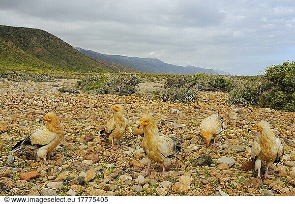 Schmutzgeier (Neophron percnopterus) fünf Erwachsene  stehend auf felsigem Boden in Lebensraum  Sokotra  Jemen  Asien