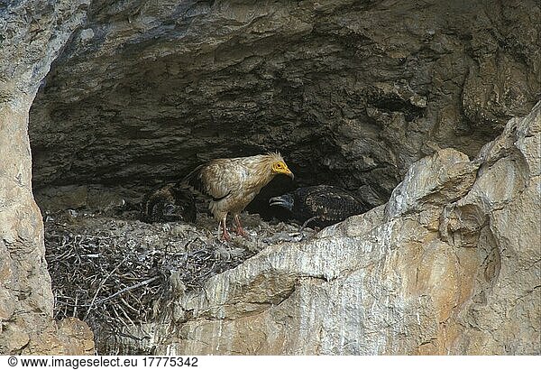 Schmutzgeier (Neophron percnopterus)  Geier  Greifvögel  Tiere  Vögel  Egyptian Vulture At nest  Spain