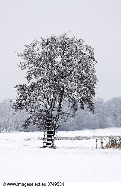 Schnee bedeckte Erle  Schwarz-Erle (Alnus glutinosa) mit Leiter in Winterlandschaft  Naturschutzgebiet Oberalsterniederung  Wakendorf  Schleswig-Holstein  Deutschland  Europa