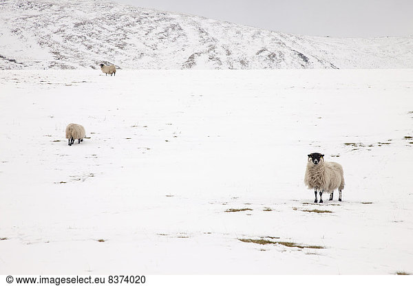 Schnee  Schaf  Ovis aries  Feld  England  Northumberland