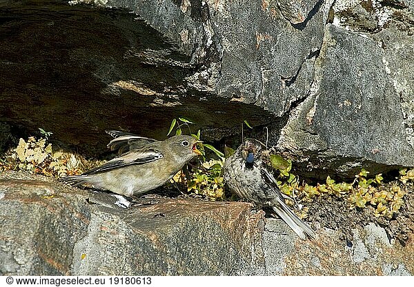 Schneeammer (Plectrophenax nivalis) füttert Küken mit Beeren auf einem Felsen im Sommer  Grönland  Nordamerika