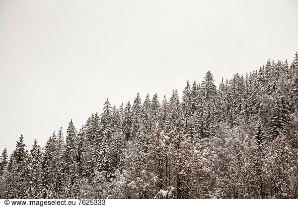 Schneebäume am Berghang