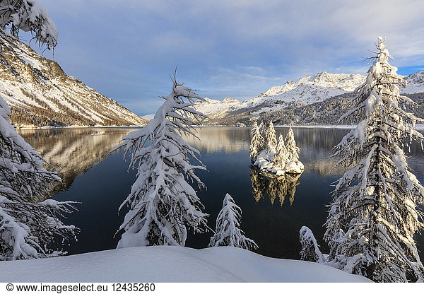 Schneebedeckte Bäume am Ufer des zugefrorenen Silsersees  Plaun da Lej  Region Maloja  Kanton Graubünden  Engadin  Schweiz  Europa