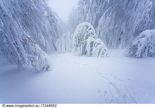 Schneebedeckte Bäume auf der Hochebene von Pian delle Macinare  Umbrien  Italien
