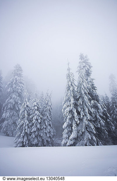 Schneebedeckte Bäume bei nebligem Wetter