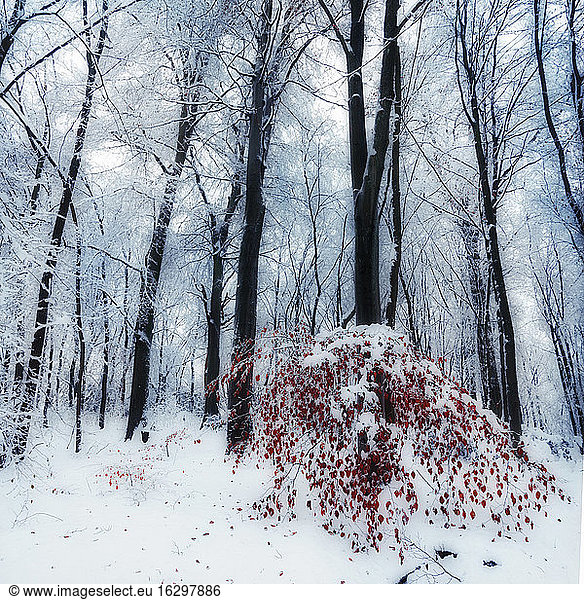 Schneebedeckte Bäume in einem Wald mit einem kleinen rotblättrigen Baum im Vordergrund  digitale Bearbeitung