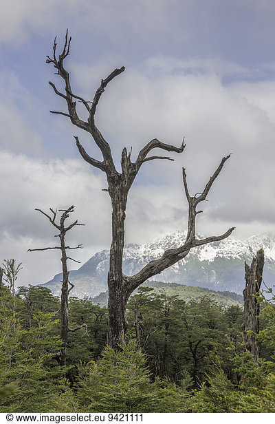 Schneebedeckte Berge und abgestorbener Baum  Carretera Austral  Chaitén  Región de los Lagos  Chile