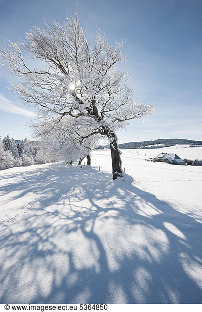 Schneebedeckte Buchen am Schauinsland  Freiburg im Breisgau  Schwarzwald  Baden-Würtemberg  Deutschland  Europa