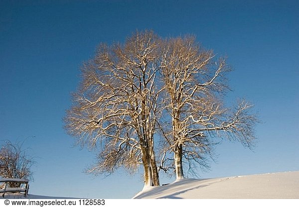 Schneebedeckte Landschaft. Peretshofen. Oberbayern. Deutschland