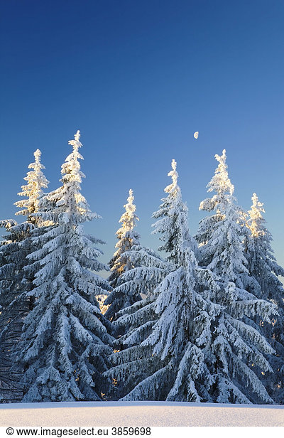 Schneebedeckte Nadelbäumen im ersten Morgenlicht auf dem Belchen  Schwarzwald  Baden-Württemberg  Deutschland  Europa