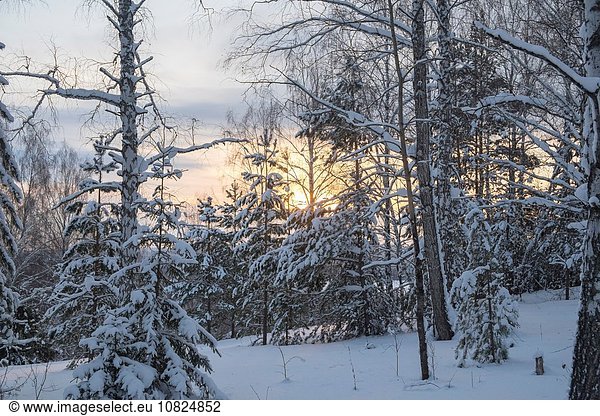 Schneebedeckte Waldlandschaft  Ural  Russland