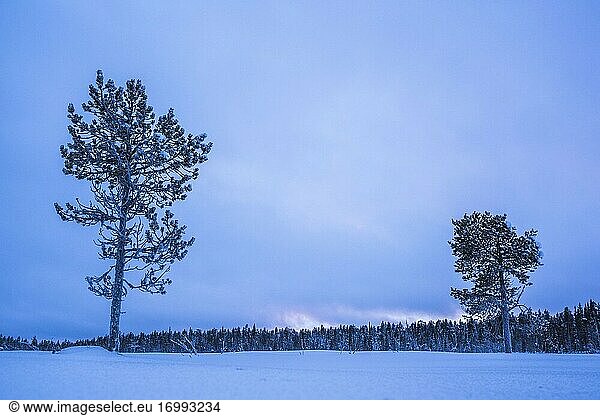 Schneebedeckte Winterlandschaft  Lappland  Pallas-Yll?stunturi-Nationalpark  Finnland