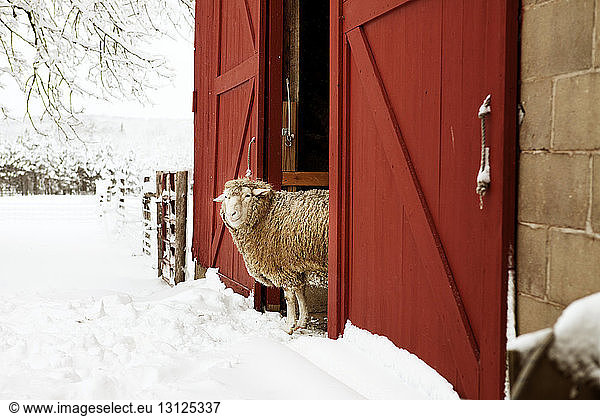 Schneebedeckter Kranz auf Scheune zu Weihnachten