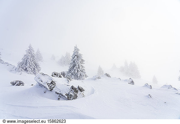 schneebedeckter Nadelbaum in einer gebirgigen Umgebung