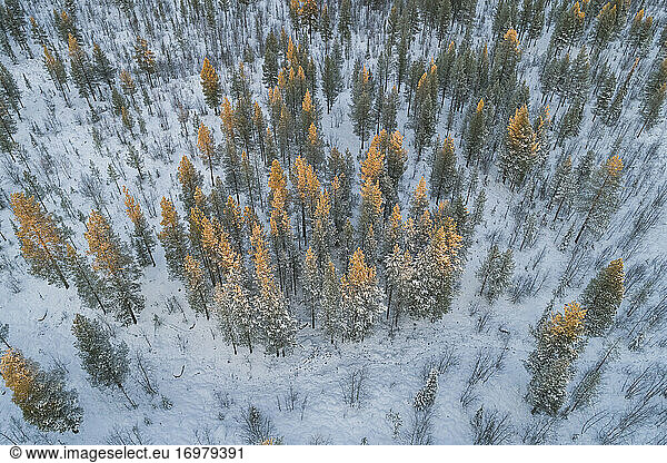 schneebedeckter nordischer Kiefernwald aus der Vogelperspektive