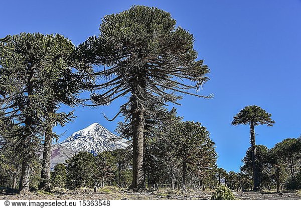 Schneebedeckter Vulkan Lanin und Affenpuzzle-Bäume (Araucaria araucana),  zwischen San Martin de los Andes und Pucon,  Nationalpark Lanin,  Patagonien,  Argentinien,  Südamerika