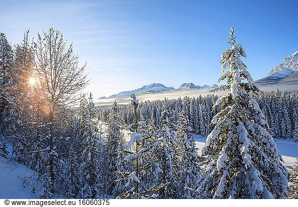 Schneebedeckter Wald mit den Rocky Mountains in der Ferne,  Banff-Nationalpark; Alberta,  Kanada
