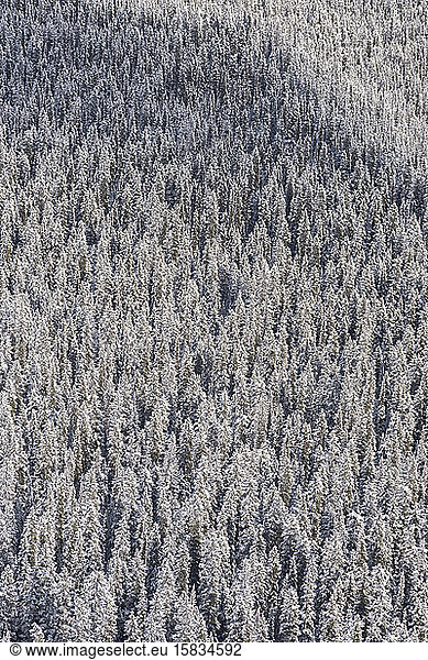 Schneebedeckter Winterwald
