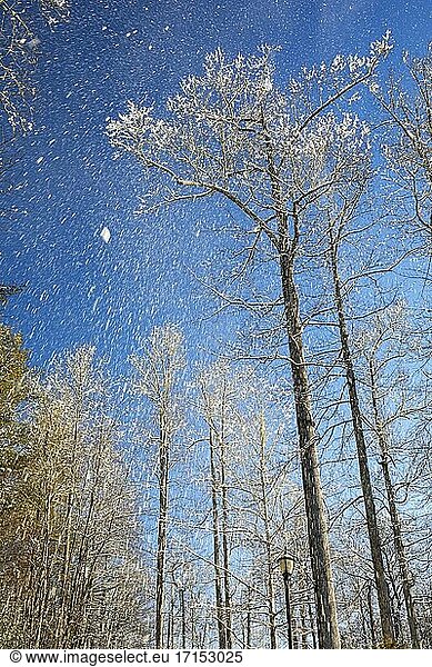 Schneefall gegen blauen Himmel und Bäume im Winter - Brevard  North Carolina  USA.