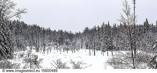 Schneefeld in einem Wald im Winter; Mont Saint Saveur  Quebec  Kanada