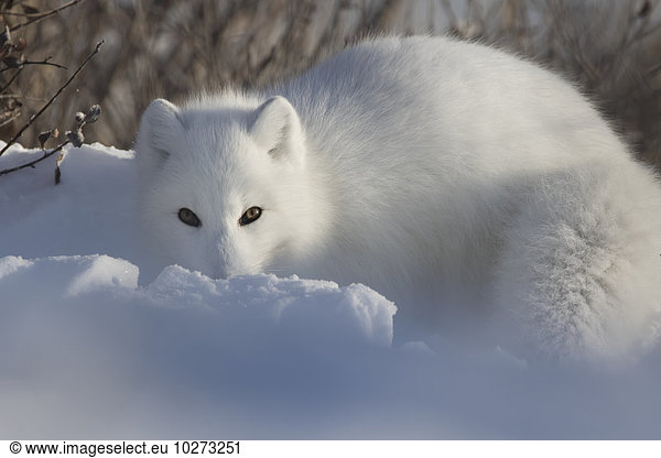Schneehuhn blicken graben gräbt grabend Fotograf Arktis Fuchs Manitoba Schnee