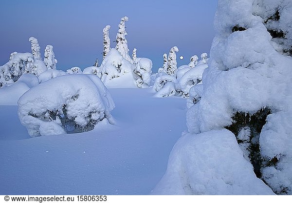 Schneelandschaft  Kuntivaara  Finnland  Europa