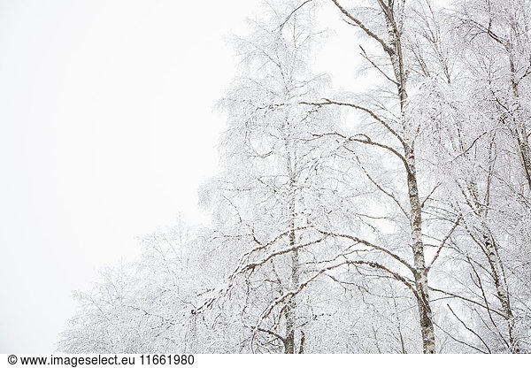 Schneelandschaft  Tammela  Forssa  Finnland