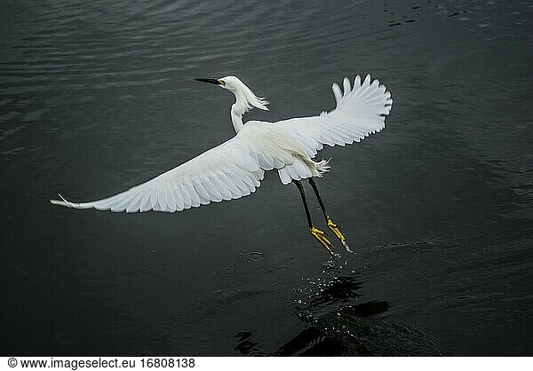 Schneereiher (Egretta thula) im Flug. Südflorida  U.S.A.  Nordamerika.