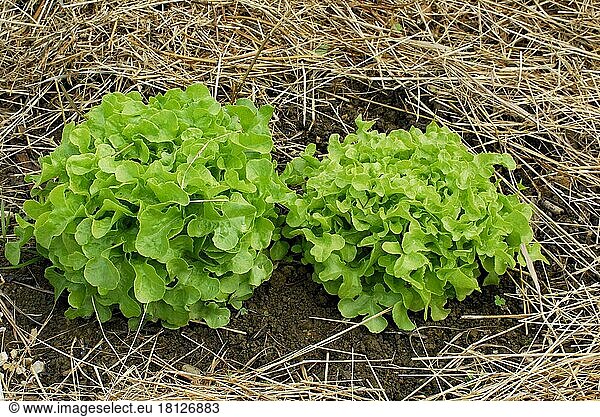 Schnitt- und Pluecksalat 'Stubelpeter'  Grüner Eichblattsalat (Lactuca sativa var. crispa)
