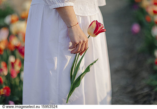 Schnittansicht einer Frau  die im Tulpenfeld steht und eine einzelne Tulpe hält