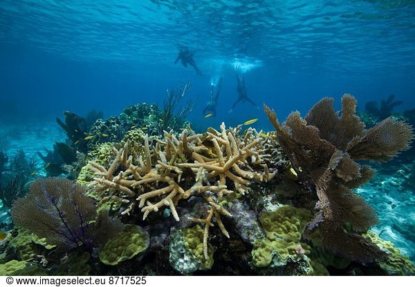 Schnorchler auf einem Korallenriff.