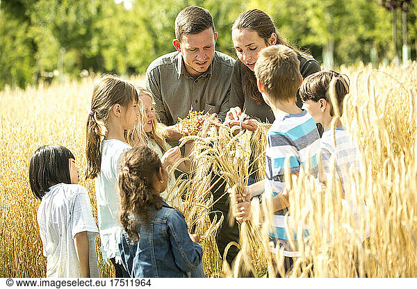 Scholl children on a field trip  examining wheat ears