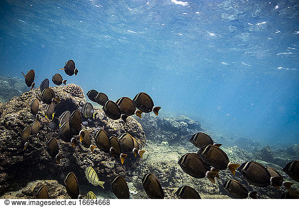 School of black fish swim above the shallow reef in oahu  hawaii
