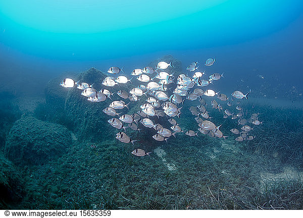School of fish common bream swimming in sea  Calvi  Corsica  France