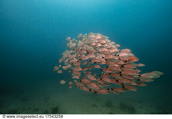 School of fish swimming together undersea