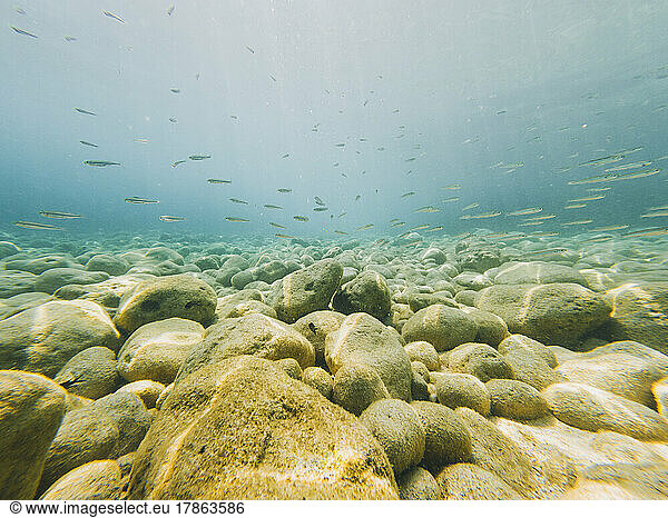School of fish underwater at Kako Lagadi beach  Kefalonia  Greece
