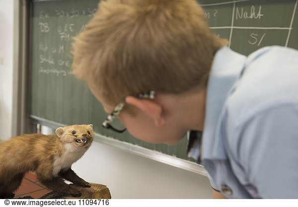 Schoolboy examining a marten in biology class  Fürstenfeldbruck  Bavaria  Germany